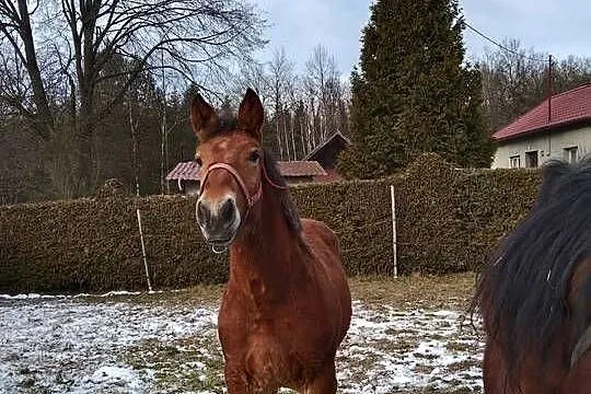 Sprzedam klacz zaźrebioną+źrebaka, Podkarpackie, Gogołów