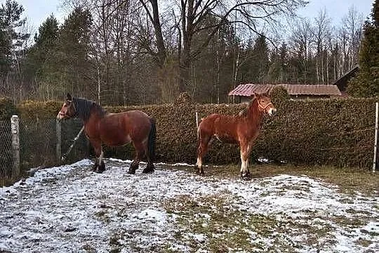 Sprzedam klacz zaźrebioną+źrebaka, Podkarpackie, Gogołów