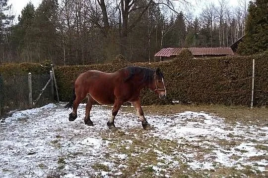 Sprzedam klacz zaźrebioną+źrebaka, Podkarpackie, Gogołów
