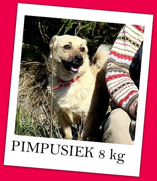 PIMPUSIO-mały przytulak, łagodny, grzeczny,piaskow