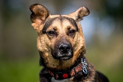 FILIP- młody, piękny i do adopcji!, lubelskie Lublin