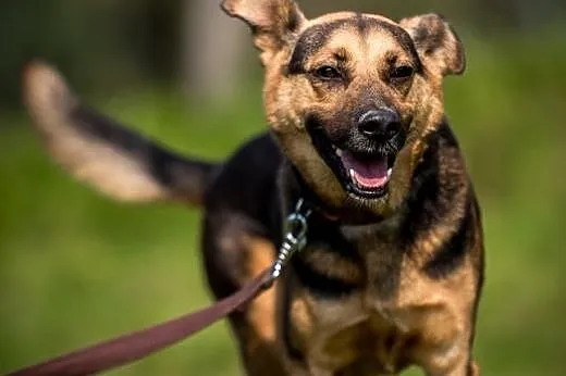 FILIP- młody, piękny i do adopcji!,  lubelskie Lub