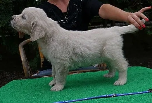 Golden Retriever -doskonałe pochodzenie, dolnoślą