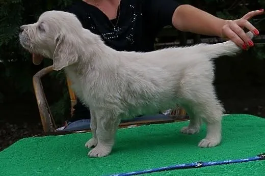 Golden Retriever -doskonałe pochodzenie,  dolnoślą