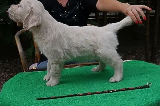 Golden Retriever -doskonałe pochodzenie,  dolnoślą