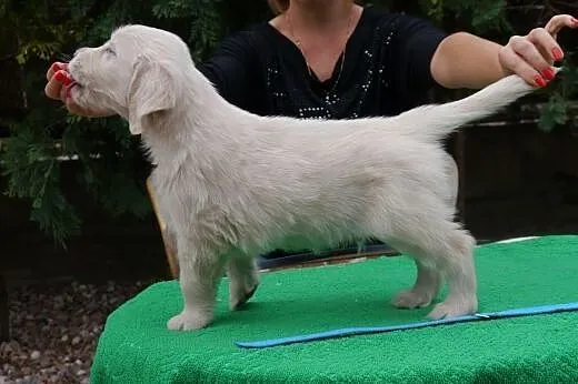 Golden Retriever -doskonałe pochodzenie,  dolnoślą