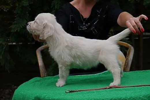 Golden Retriever -doskonałe pochodzenie,  dolnoślą