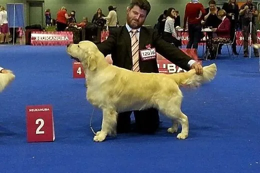 Golden Retriever -doskonałe pochodzenie,  dolnoślą