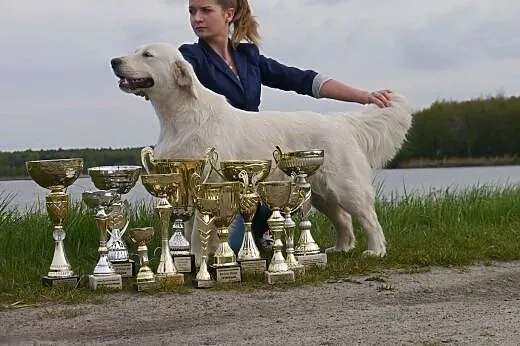 Golden Retriever -doskonałe pochodzenie,  dolnoślą