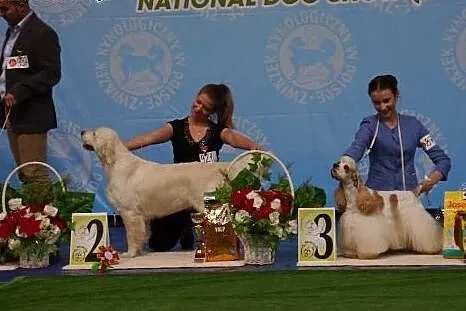 Golden Retriever -doskonałe pochodzenie,  dolnoślą