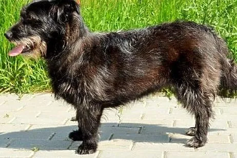 Szorstkowłosa Daga - wspaniała suczka :),  warmińs