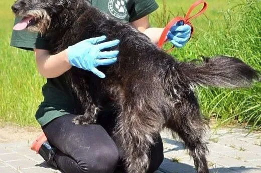 Szorstkowłosa Daga - wspaniała suczka :),  warmińs