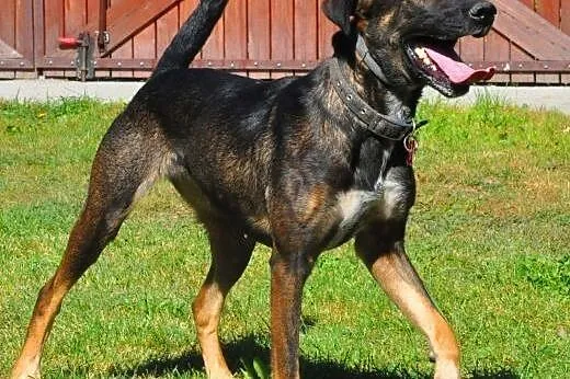 SONIA - 2,5 roczna sunia już tak długo szuka domu 