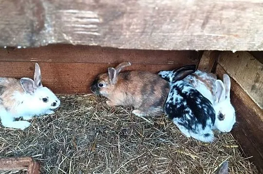 Króliki, Łódzkie, Łęczyca