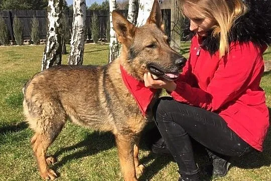 Młody, energiczny Ogonek szuka kochającego domu!