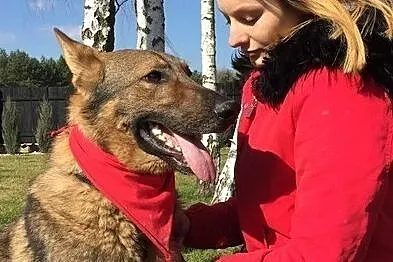Młody, energiczny Ogonek szuka kochającego domu!, Mazowieckie, Warszawa