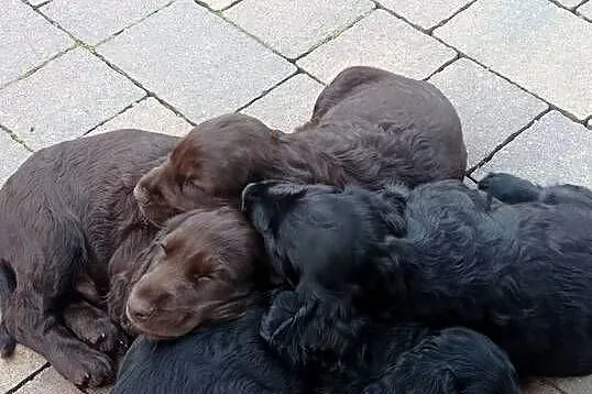 Śliczne szczeniaczki Cocker spaniel