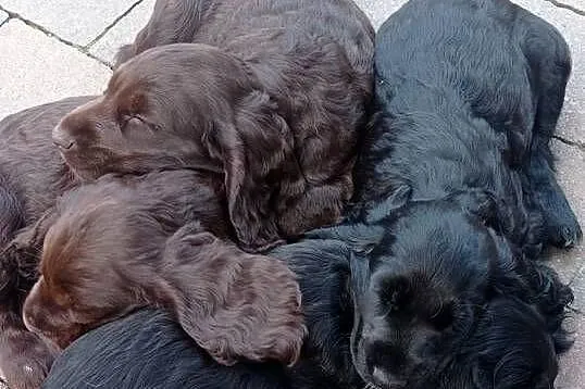 Śliczne szczeniaczki Cocker spaniel, Małopolskie, Jerzmanowice