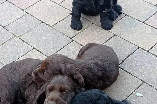 Śliczne szczeniaczki Cocker spaniel, Małopolskie, Jerzmanowice