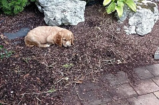 Śliczne szczeniaczki Cocker spaniel, Małopolskie, Jerzmanowice