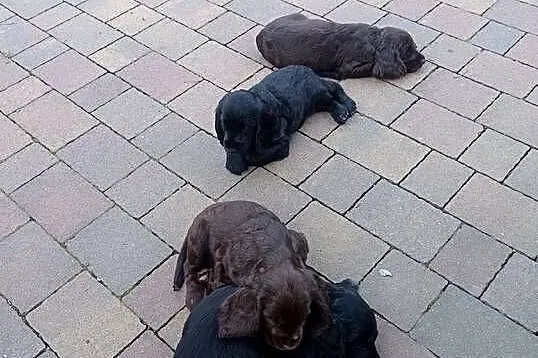 Śliczne szczeniaczki Cocker spaniel, Małopolskie, Jerzmanowice