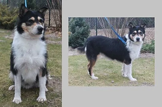 Cudny Gacek, wesoły i żywiołowy tri color do pokochania!