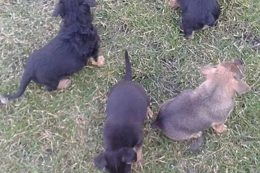 Oddam 4 pieski za darmo !,  śląskie Czerwionka