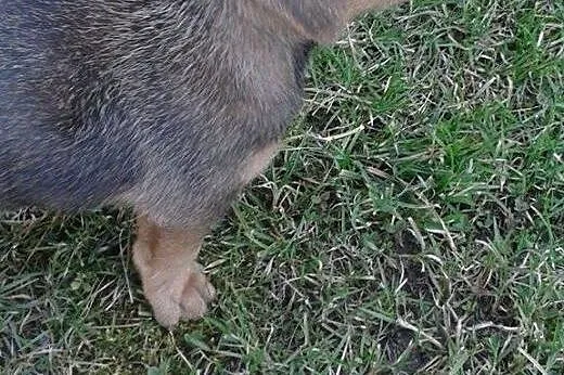 Oddam 4 pieski za darmo !,  śląskie Czerwionka