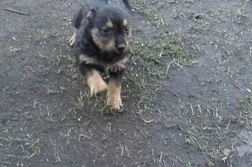 Oddam 4 pieski za darmo !,  śląskie Czerwionka