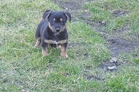 Oddam 4 pieski za darmo !,  śląskie Czerwionka