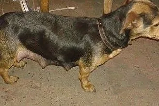 Oddam 4 pieski za darmo !,  śląskie Czerwionka