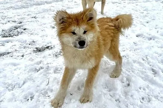 Piesek Akita Japońska długowłosy
