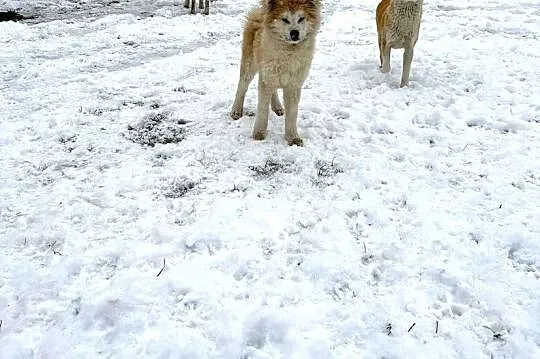 Piesek Akita Japońska długowłosy, Świętokrzyskie, Jędrzejów