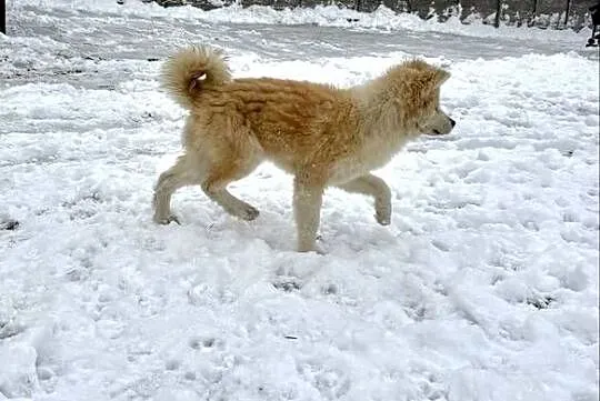 Piesek Akita Japońska długowłosy, Świętokrzyskie, Jędrzejów