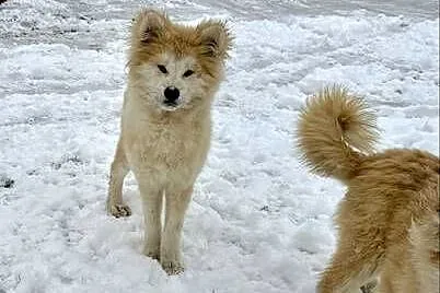 Piesek Akita Japońska długowłosy, Świętokrzyskie, Jędrzejów