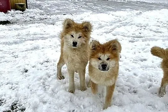 Piesek Akita Japońska długowłosy, Świętokrzyskie, Jędrzejów