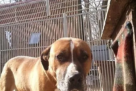 Pako - juz nie ma domu. Zwrotka po roku.