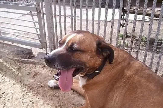 Pako - juz nie ma domu. Zwrotka po roku.