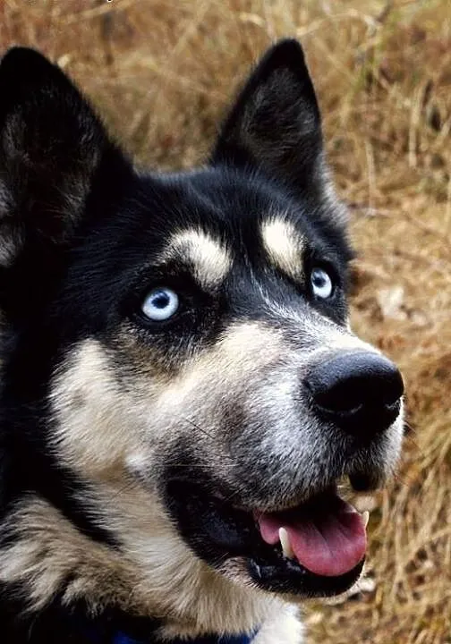 Wyjątkowa Luna rozgląda się za domem, dolnośląski