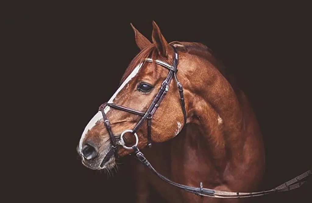 Buy lovely pony, ,