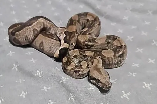 Boa cesarskie, Pomorskie, Mosty