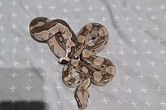 Boa cesarskie, Pomorskie, Mosty