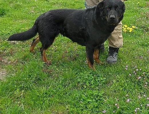 Greta do adopcji, lubuskie Świebodzin