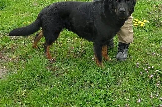 Greta do adopcji,  lubuskie Świebodzin