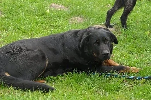 Greta do adopcji,  lubuskie Świebodzin