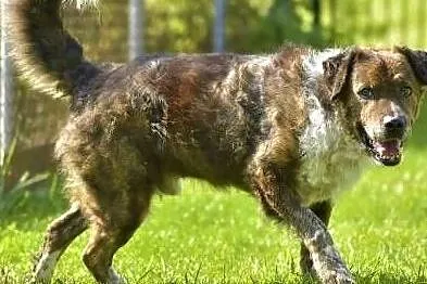 STEFCIO - duży, kochany psiak do adopcji z domu tymczasowego.,