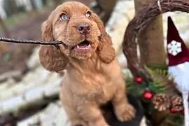 Cudowny piesek Cocker Spaniel Angielski z rodowodem wielopokoleniowym