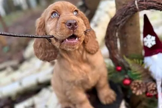 Cudowny piesek Cocker Spaniel Angielski z rodowodem wielopokoleniowym