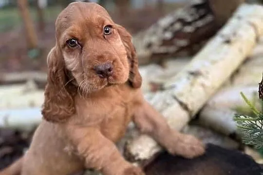 Cudowny piesek Cocker Spaniel Angielski z rodowodem wielopokoleniowym, Małopolskie, Kraków