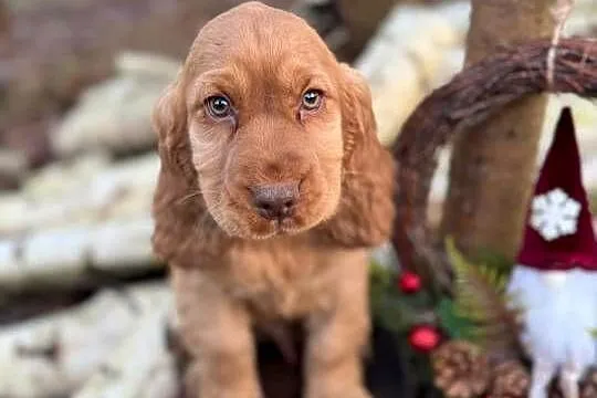 Cudowny piesek Cocker Spaniel Angielski z rodowodem wielopokoleniowym, Małopolskie, Kraków